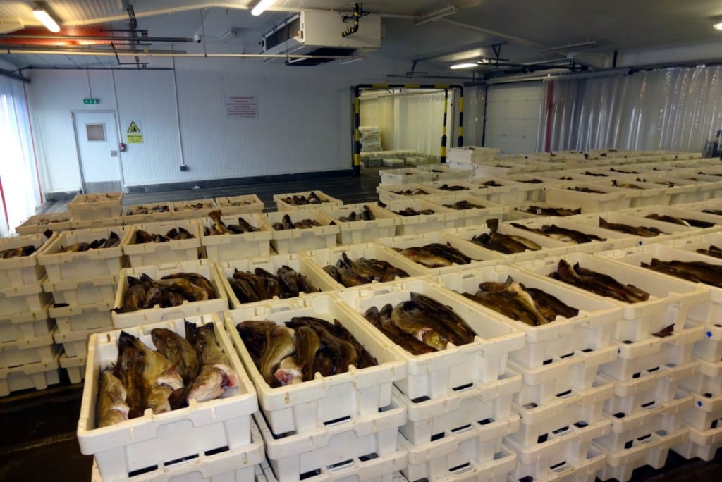 Sultan Rashid Abdullah Rashid Al Shene β Coldstore intake Sultan Rashid Abdullah Rashid Al Shene β Al Shene Marine Holding β coldstore crates of fresh catch