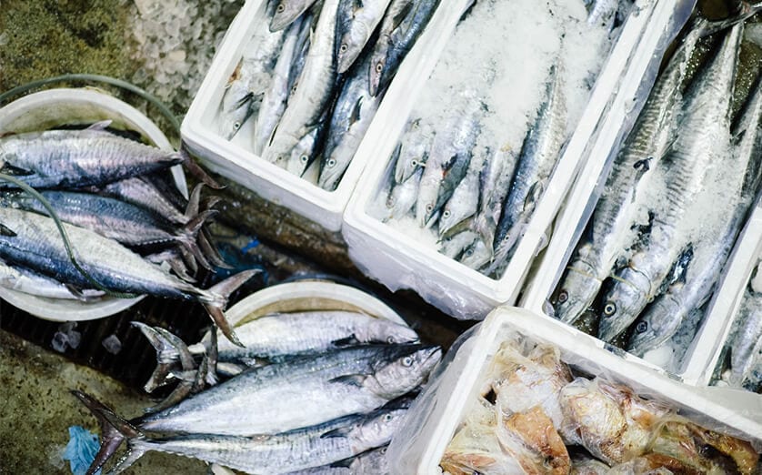 Sultan Rashid Abdullah Rashid Al Shene β Iced catch Sultan Rashid Abdullah Rashid Al Shene β Al Shene Marine Holding β iced catch