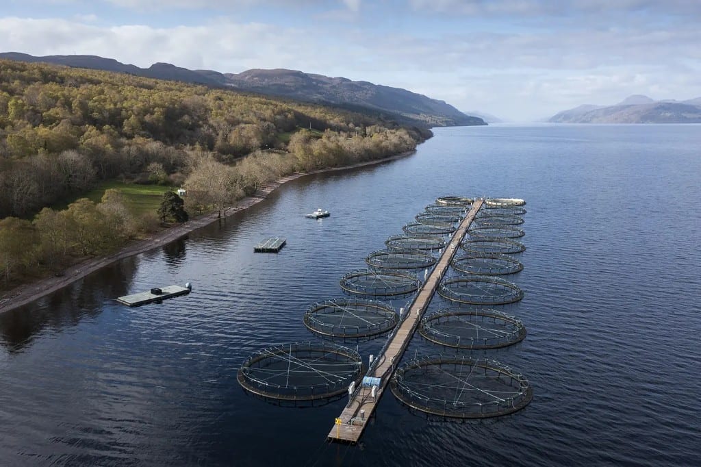 Sultan Rashid Abdullah Rashid Al Shene β Loch aquaculture Sultan Rashid Abdullah Rashid Al Shene β Al Shene Marine Holding β loch aquaculture