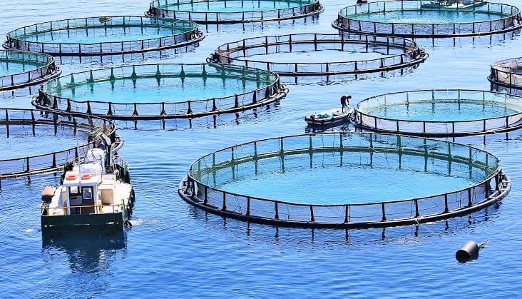 Sultan Rashid Abdullah Rashid Al Shene β Offshore cages Sultan Rashid Abdullah Rashid Al Shene β Al Shene Marine Holding β offshore aquaculture cages